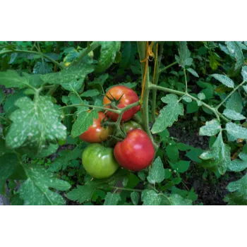 Organic Tomato Plant